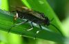 Dolerus sp.